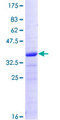 CRIPT Protein - 12.5% SDS-PAGE of human CRIPT stained with Coomassie Blue