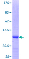 CRIPT Protein - 12.5% SDS-PAGE Stained with Coomassie Blue.
