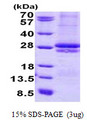 CRLF2 / TSLPR Protein
