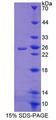 CRTC1 / MECT1 / TORC1 Protein - Recombinant CREB Regulated Transcription Coactivator 1 (CRTC1) by SDS-PAGE