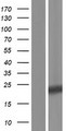 CRYGA Protein - Western validation with an anti-DDK antibody * L: Control HEK293 lysate R: Over-expression lysate