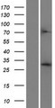 CRYZ Protein - Western validation with an anti-DDK antibody * L: Control HEK293 lysate R: Over-expression lysate