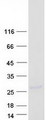 CST9L / Cystatin 9-Like Protein - Purified recombinant protein CST9L was analyzed by SDS-PAGE gel and Coomassie Blue Staining