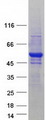 CSTF1 Protein - Purified recombinant protein CSTF1 was analyzed by SDS-PAGE gel and Coomassie Blue Staining