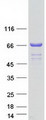CSTF2T Protein - Purified recombinant protein CSTF2T was analyzed by SDS-PAGE gel and Coomassie Blue Staining