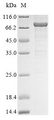 CT26 / DDX53 Protein - (Tris-Glycine gel) Discontinuous SDS-PAGE (reduced) with 5% enrichment gel and 15% separation gel.