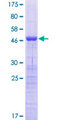 CT45A3 Protein - 12.5% SDS-PAGE of human CT45A3 stained with Coomassie Blue