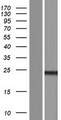 CT45A5 Protein - Western validation with an anti-DDK antibody * L: Control HEK293 lysate R: Over-expression lysate