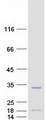 CT45A5 Protein - Purified recombinant protein CT45A5 was analyzed by SDS-PAGE gel and Coomassie Blue Staining