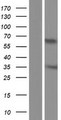 CT47A10 Protein - Western validation with an anti-DDK antibody * L: Control HEK293 lysate R: Over-expression lysate