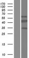 CT47A11 Protein - Western validation with an anti-DDK antibody * L: Control HEK293 lysate R: Over-expression lysate