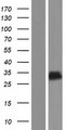 CT55 / CXorf48 Protein - Western validation with an anti-DDK antibody * L: Control HEK293 lysate R: Over-expression lysate