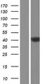 CTB / PCYT1B Protein - Western validation with an anti-DDK antibody * L: Control HEK293 lysate R: Over-expression lysate