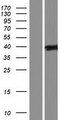 CTB / PCYT1B Protein - Western validation with an anti-DDK antibody * L: Control HEK293 lysate R: Over-expression lysate