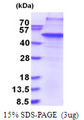 CTG-B45d / THAP11 Protein