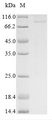 CTNNB1 / Beta Catenin Protein - (Tris-Glycine gel) Discontinuous SDS-PAGE (reduced) with 5% enrichment gel and 15% separation gel.