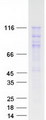 CTNND1 / p120 Catenin Protein - Purified recombinant protein CTNND1 was analyzed by SDS-PAGE gel and Coomassie Blue Staining