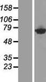 CTP Synthetase 2 / CTPS2 Protein - Western validation with an anti-DDK antibody * L: Control HEK293 lysate R: Over-expression lysate