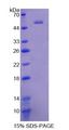 CTRB2 / Chymotrypsinogen B2 Protein - Recombinant  Chymotrypsinogen B2 By SDS-PAGE