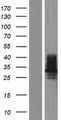 CTRP10 / C1QL2 Protein - Western validation with an anti-DDK antibody * L: Control HEK293 lysate R: Over-expression lysate