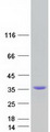 CTRP10 / C1QL2 Protein - Purified recombinant protein C1QL2 was analyzed by SDS-PAGE gel and Coomassie Blue Staining