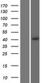 CXCR5 Protein - Western validation with an anti-DDK antibody * L: Control HEK293 lysate R: Over-expression lysate