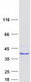 CXorf26 Protein - Purified recombinant protein PBDC1 was analyzed by SDS-PAGE gel and Coomassie Blue Staining