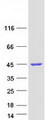 CXorf38 Protein - Purified recombinant protein CXorf38 was analyzed by SDS-PAGE gel and Coomassie Blue Staining