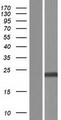 CXorf40B Protein - Western validation with an anti-DDK antibody * L: Control HEK293 lysate R: Over-expression lysate