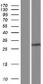 CXorf56 Protein - Western validation with an anti-DDK antibody * L: Control HEK293 lysate R: Over-expression lysate