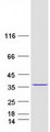 CXorf56 Protein - Purified recombinant protein CXorf56 was analyzed by SDS-PAGE gel and Coomassie Blue Staining