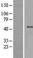 CXorf59 Protein - Western validation with an anti-DDK antibody * L: Control HEK293 lysate R: Over-expression lysate