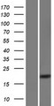 CXorf65 Protein - Western validation with an anti-DDK antibody * L: Control HEK293 lysate R: Over-expression lysate