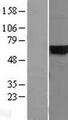 CYB5R4 Protein - Western validation with an anti-DDK antibody * L: Control HEK293 lysate R: Over-expression lysate