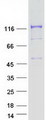 CYFIP2 / PIR121 Protein - Purified recombinant protein CYFIP2 was analyzed by SDS-PAGE gel and Coomassie Blue Staining