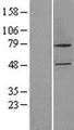CYP27B1 Protein - Western validation with an anti-DDK antibody * L: Control HEK293 lysate R: Over-expression lysate