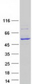 CYP2C18 / CYP2C Protein - Purified recombinant protein CYP2C18 was analyzed by SDS-PAGE gel and Coomassie Blue Staining