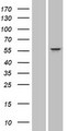CYP3A43 Protein - Western validation with an anti-DDK antibody * L: Control HEK293 lysate R: Over-expression lysate