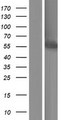 CYP3A7 Protein - Western validation with an anti-DDK antibody * L: Control HEK293 lysate R: Over-expression lysate