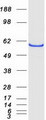 CYP46A1 / CYP46 Protein - Purified recombinant protein CYP46A1 was analyzed by SDS-PAGE gel and Coomassie Blue Staining