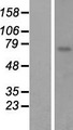 CYP4F8 Protein - Western validation with an anti-DDK antibody * L: Control HEK293 lysate R: Over-expression lysate