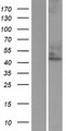 CYTH3 / GRP1 Protein - Western validation with an anti-DDK antibody * L: Control HEK293 lysate R: Over-expression lysate