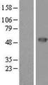 CYTH4 / PSCD4 Protein - Western validation with an anti-DDK antibody * L: Control HEK293 lysate R: Over-expression lysate