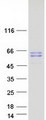 D2HGDH Protein - Purified recombinant protein D2HGDH was analyzed by SDS-PAGE gel and Coomassie Blue Staining