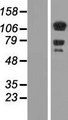DAAM1 Protein - Western validation with an anti-DDK antibody * L: Control HEK293 lysate R: Over-expression lysate