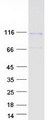 DAAM1 Protein - Purified recombinant protein DAAM1 was analyzed by SDS-PAGE gel and Coomassie Blue Staining