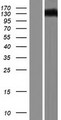 DAB2IP Protein - Western validation with an anti-DDK antibody * L: Control HEK293 lysate R: Over-expression lysate