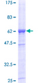 DAPP1 / BAM32 Protein - 12.5% SDS-PAGE of human DAPP1 stained with Coomassie Blue