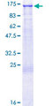 DAXX Protein - 12.5% SDS-PAGE of human DAXX stained with Coomassie Blue