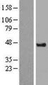DAZAP1 Protein - Western validation with an anti-DDK antibody * L: Control HEK293 lysate R: Over-expression lysate
